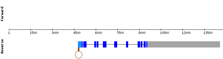 gene structure