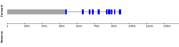 gene structure