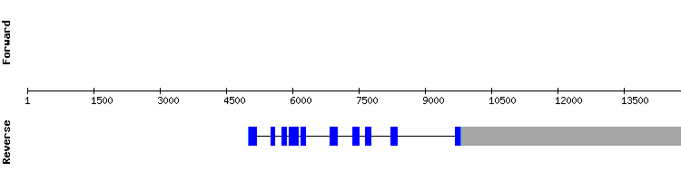 gene structure