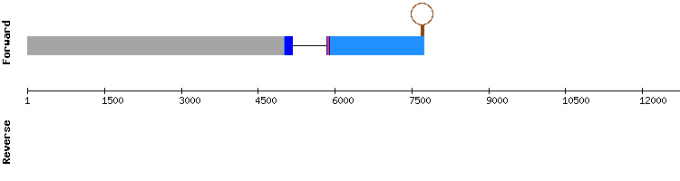 gene structure