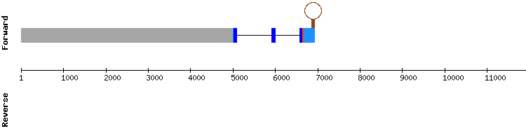 gene structure
