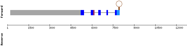 gene structure
