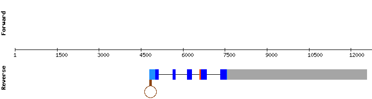 gene structure