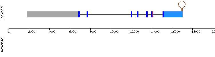 gene structure