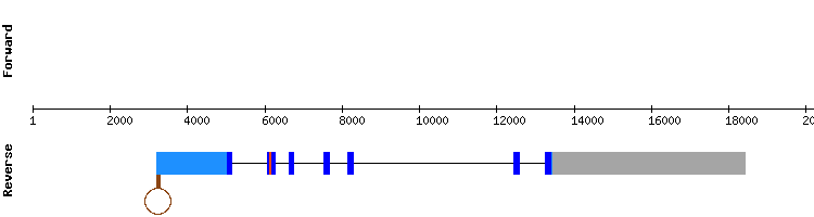 gene structure