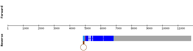 gene structure