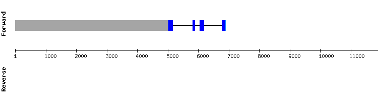 gene structure