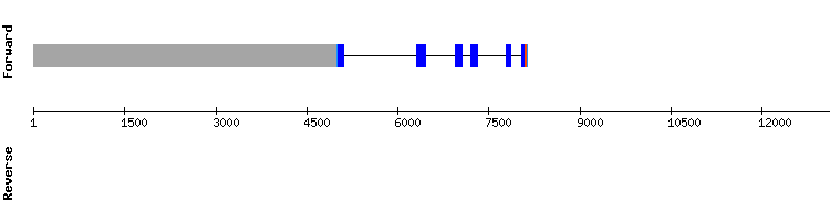 gene structure
