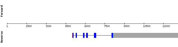 gene structure