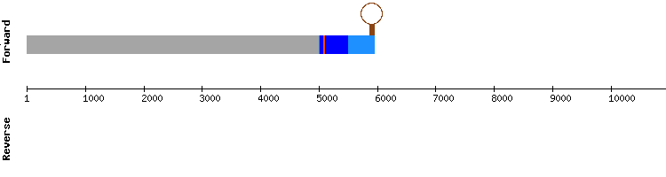 gene structure