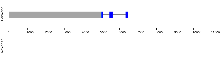 gene structure