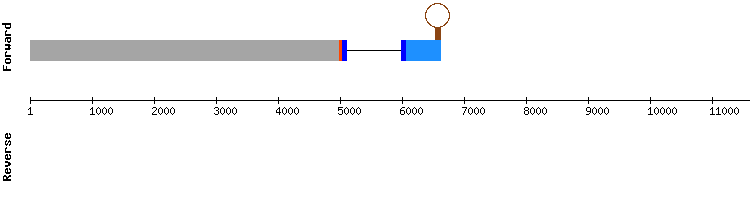 gene structure