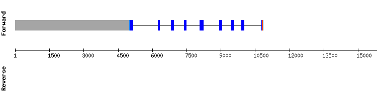 gene structure