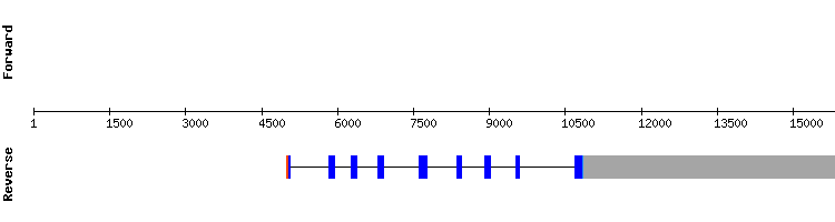 gene structure