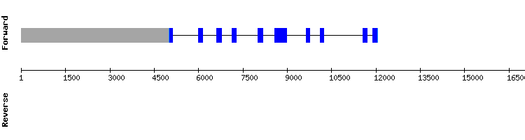 gene structure