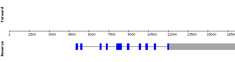 gene structure