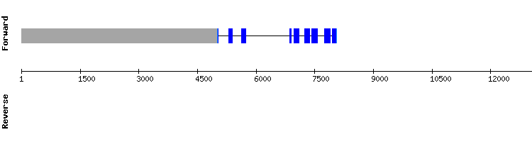 gene structure