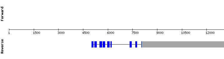 gene structure