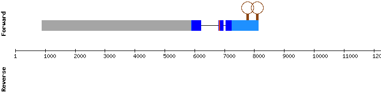gene structure