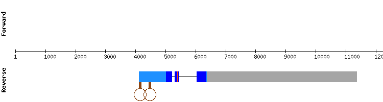 gene structure