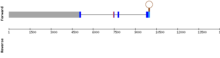 gene structure