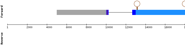 gene structure