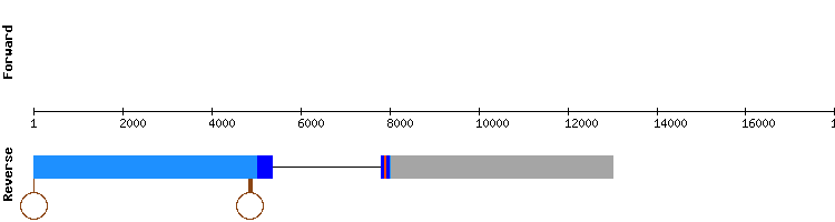 gene structure