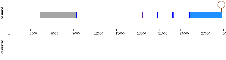 gene structure