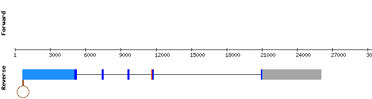 gene structure