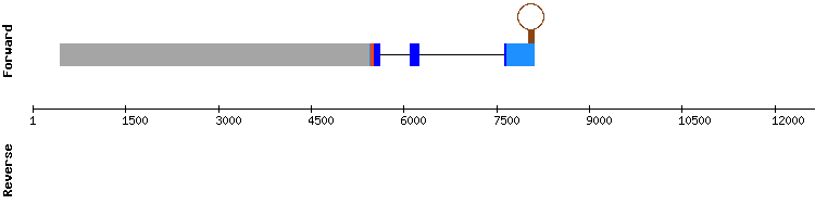 gene structure