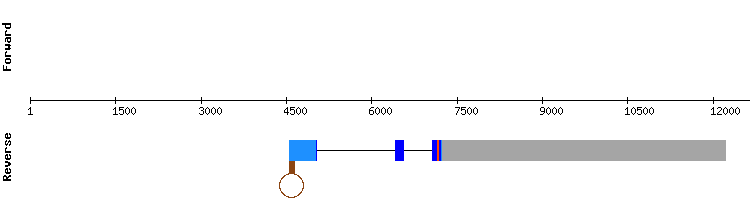 gene structure