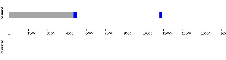 gene structure