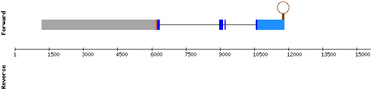 gene structure