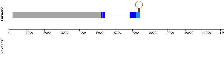 gene structure