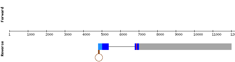 gene structure