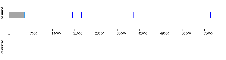 gene structure