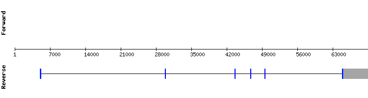 gene structure