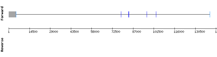 gene structure