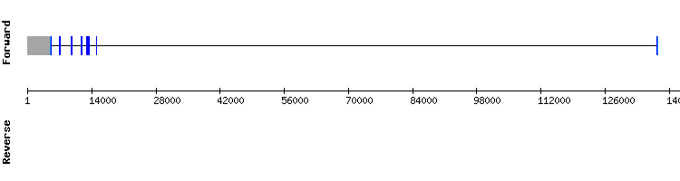 gene structure