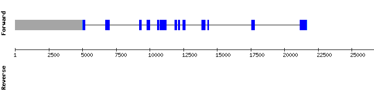 gene structure