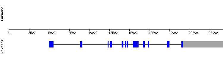 gene structure