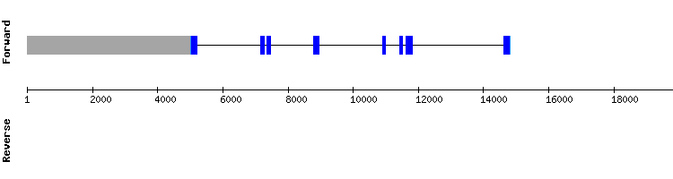 gene structure