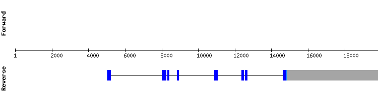gene structure