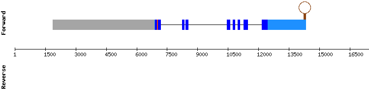 gene structure