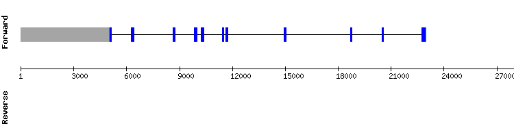 gene structure