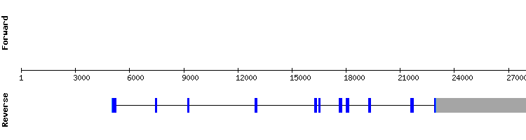 gene structure