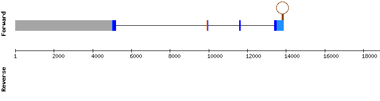 gene structure