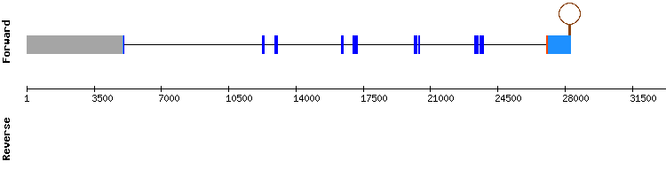 gene structure