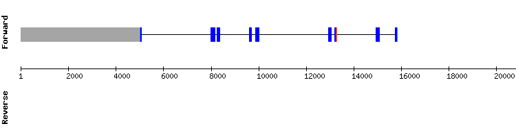 gene structure