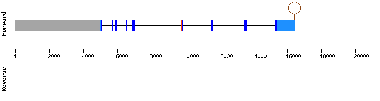 gene structure